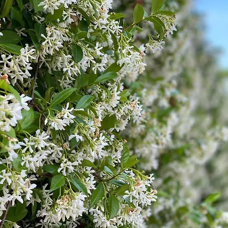 Elsa Haus Apartamento *