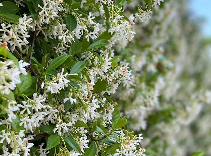 Elsa Haus Apartament *