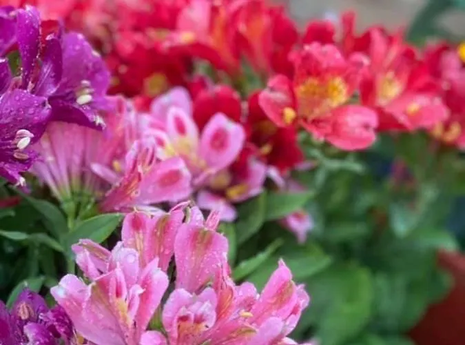 Apartament Elsa Haus