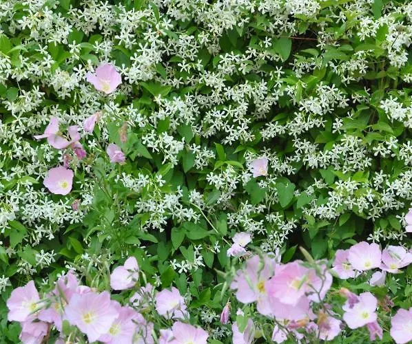 Apartament Elsa Haus